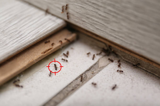 Best Pest Control Near Me  in Manchester, NH