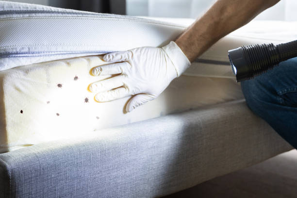Flea Control Services in Manchester, NH