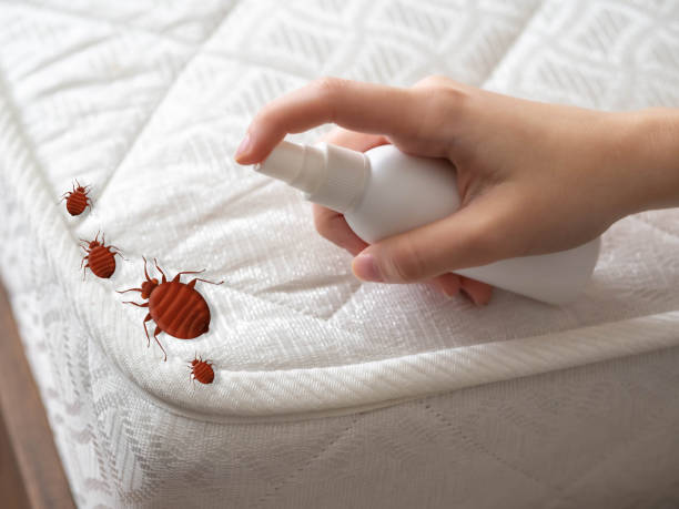 Professional Pest Control in Manchester, NH
