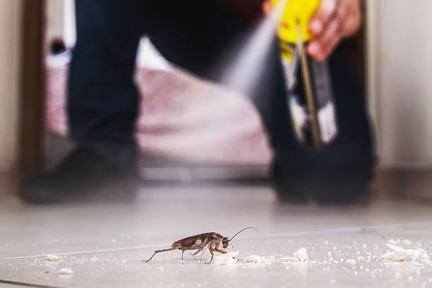 Best Rat Extermination Near Me  in Manchester, NH